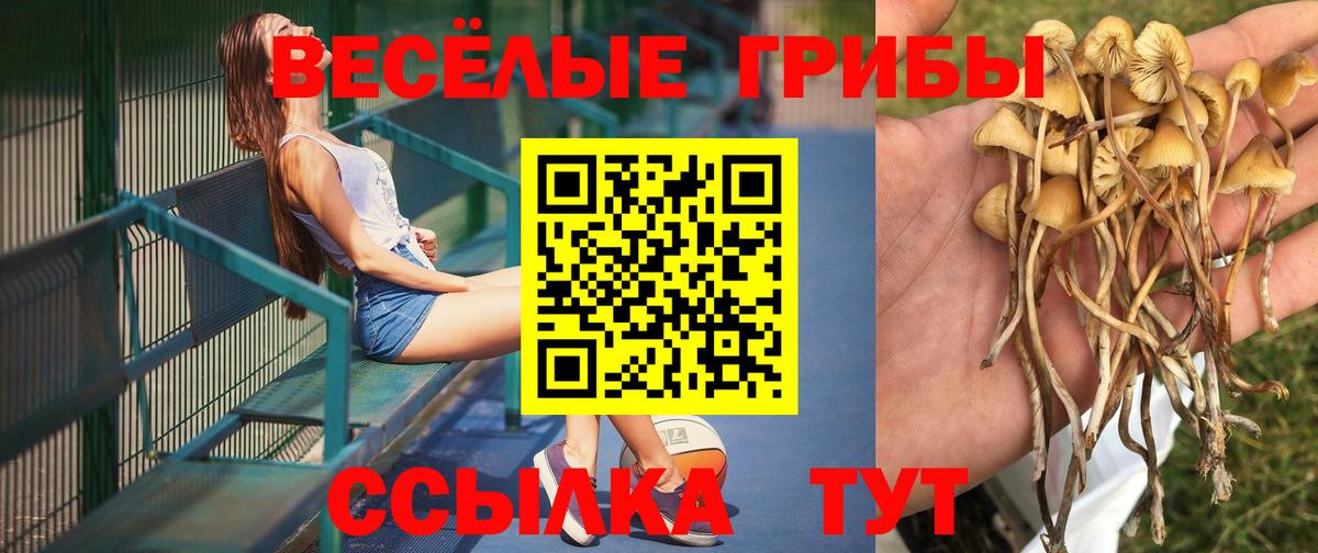 Бугуруслан  как найти   Псилоцибиновые грибы MAGIC MUSHROOMS  Вход с VPN  Псилоцибиновые грибы Psilocybine cubensis 